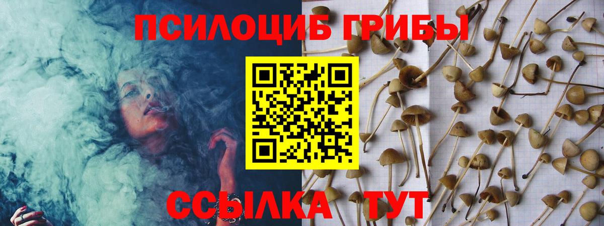 Псилоцибиновые грибы Psilocybe Гагарин